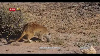 Close up tracking shot of an adult meerkat or suricate.