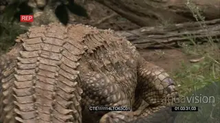 Nile Crocodile walking away from camera