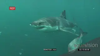 A Great white shark gently swimming underwater in ocean passing by camera through school.