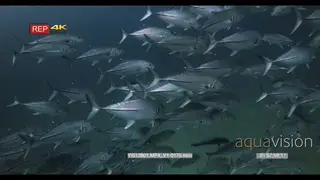Close up shot of a school of Bigeye Trevally, Bigeye Jacks.