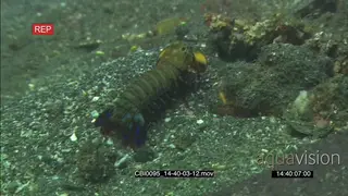Peacock mantis shrimp walking UW