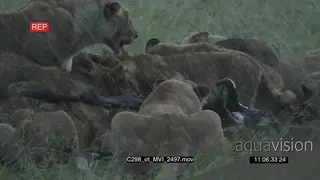 Lion Pride feeding on Wildebeest