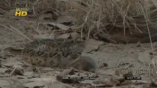 Western diamondback rattlesnake laying and detecting its prey.