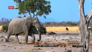 Large male elephant with a broken tusk walks down to the waterhole with Impalas and Blue.