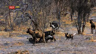 A Pack of African Wild Dogs playing and feeding in the bushveld GENERAL BEHAVIOR.