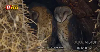 Two Barn Owl sitting, preening and resting in a hollow tree.