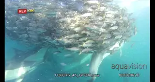 Divers filming a bait ball of Sardines and common dolphins in action UW