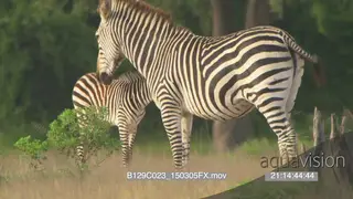 A zebra foal and the mother standing GENERAL BEHAVIOUR