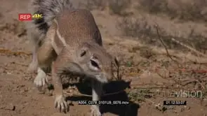 close up shot of cape ground squirrel xerus inauris with a huge bushy tail and…