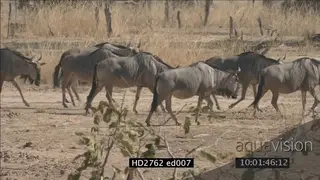 Cookson's wildebeest herd migration through dry Luangwa rift valley bush
