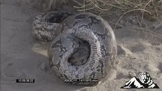 African Rock Python tangled body constricting a mouse MS HA PROFILE