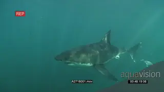 A pair of Great white sharks gently swimming underwater in ocean passing by camera.