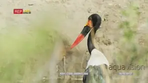 Medium shot of saddle-billed stork shot from behind