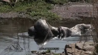 Indian Python killing and swallowing Spotted Deer in a pond MLS ZO LS