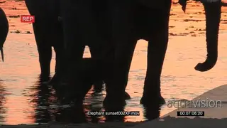Elephant herd and new born baby walking out of the river MS SILHOUETTE