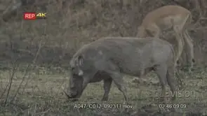 Warthog and Impala in background walking and grazing on bushveld