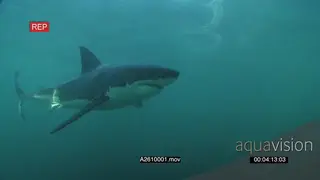 Great white shark gently swimming underwater in ocean passing by camera LA PAN HAND