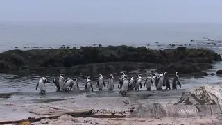 African Penguin colony standing, shaking, preening themselves and looking around.