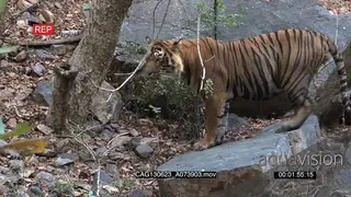 Tiger walking and patrolling area in Indian woodland forest HA WS MLS ZI ZO PAN AmCam