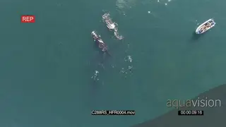 AERIAL of divers swimming with Southern right whales and a group of tourists in a boat.