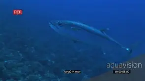 Dogtooth Tuna swimming around the deep blue ocean UW