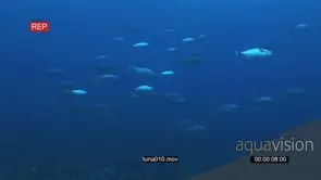 A School of Dogtooth Tuna in deep blue ocean UW