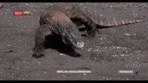 MS Komodo Dragon, Varanus komodoensis, walking on Beach, tongue flicking