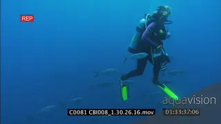 GALAPAGOS SHARKS AND BOTTLENOSE DOLPHINS UW