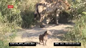 Spotted Hyena mother and pup walking around den Two Juvenile Hyenas pass by MS