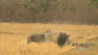 Aggressive herd of Black Rhinoceros intimidating each other, sparring.
