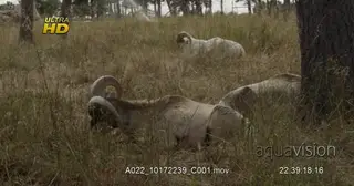 Three Bighorn sheeps laying down, sleepy and resting, MWS during midday.