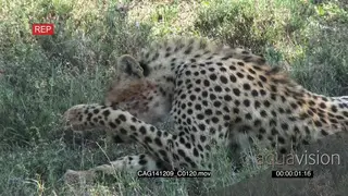 Cheetah laying down on bushveld face rubbing and grooming MS HAND