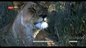 Lioness sitting in grass looking towards camera and around