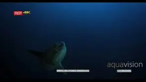 Sunfish, mola ramsayi staying almost vertically in the ocean while being cleaned by many.