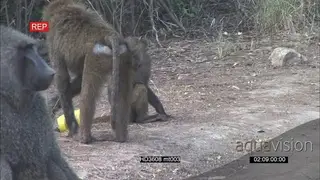 Olive Baboons with young infants, infants playing with trash AmCam