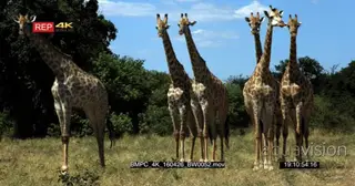 A Herd of Giraffes standing and feeding GENERAL BEHAVIOUR