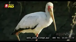Yellow-billed stork standing and looking around.