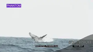 Humpback whale breaching GOOD LIGHT LWS