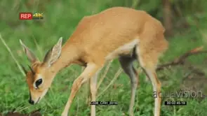 Close up shot of male steenbok in the bush digging