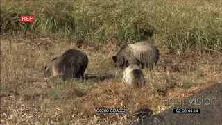 A group of grizzly bears standing, moving around and eating WS