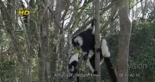 White-fronted brown lemur leaping and dancing, during daytime.