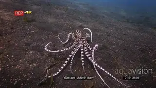 Close up tracking shot of a mimic octopus, octopus sp19.