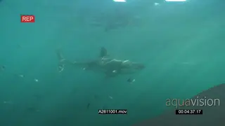 Great white shark gently swimming underwater in ocean passing by camera LA PAN HAND