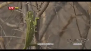 Flap-necked Chameleon standing on tree looking around MLS