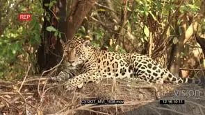 Jaguar (Panthera onca) resting on riverbank