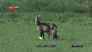 Waterbuck with calf and Intermediate Egret standing moving and looking around on bushveld.