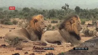African male lions social interaction resting in rainy conditions