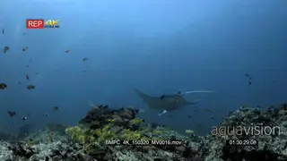 WS at a Reef cleaning station covered in fish while two reef mantas circle and glides in.