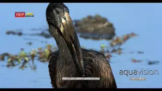 African OpenBilled stork fishing and feeding GOOD LIGHT