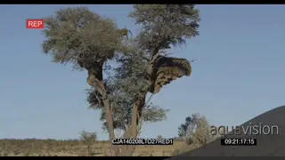Sociable Weaver nest birds flying in and out
